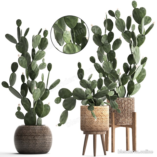 Cactus Plant Set